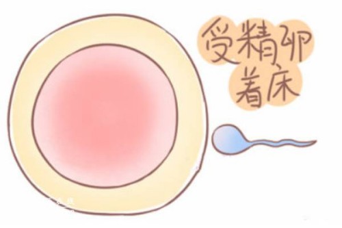 深圳试管婴儿价格：试管婴儿移植前吃消炎药会不会影响成功率