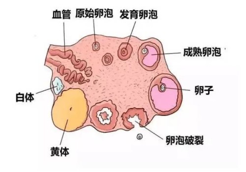 深圳试管婴儿价格：取卵手术并没有那么疼，不孕不育患者不打麻药可忍受